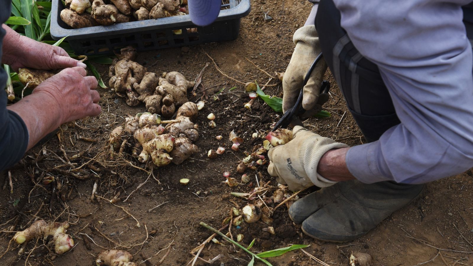 Farmers harvesting ginger roots from soil using gloves and tools