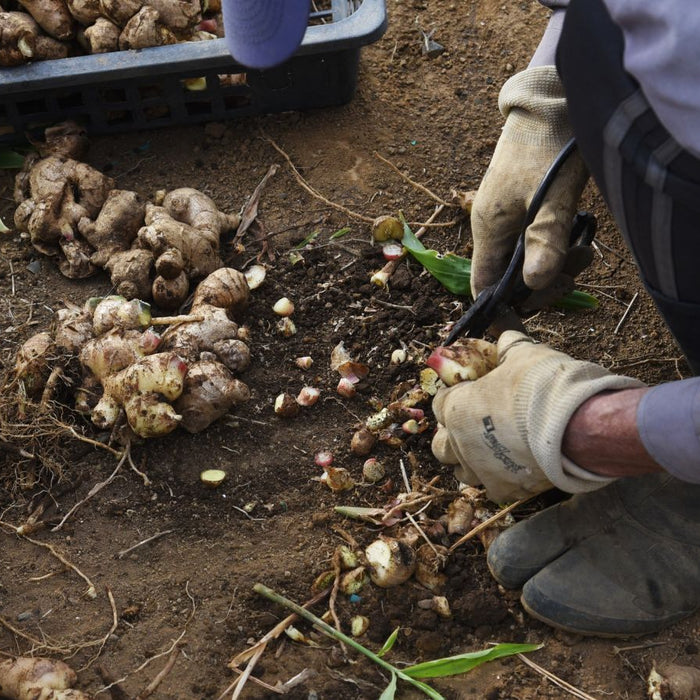 Farmers harvesting ginger roots from soil using gloves and tools