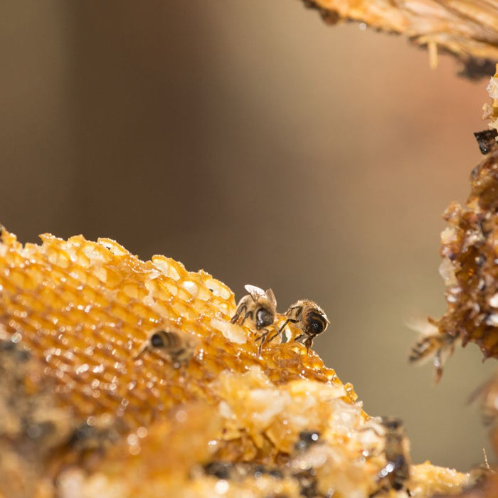 Bees working on honeycomb collecting and storing honey in hive