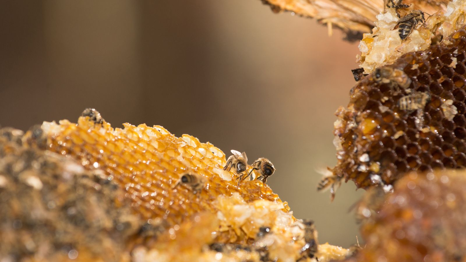 Bees working on honeycomb collecting and storing honey in hive