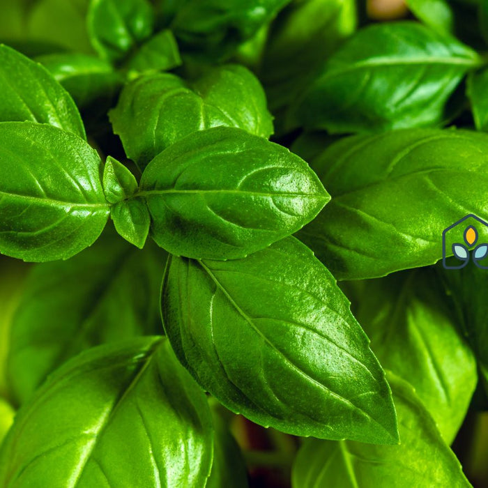 Fresh green basil leaves with glossy texture in garden