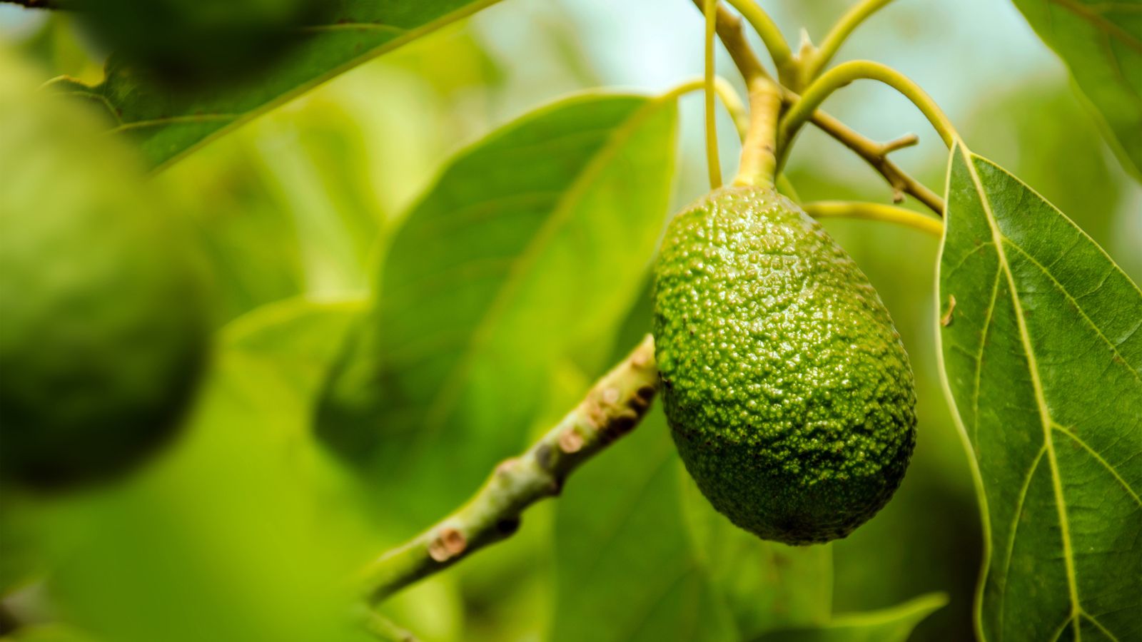 Close-up of green avocado fruit hanging from tree branch with leaves