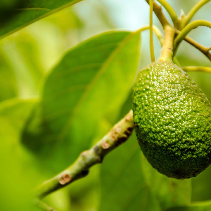 Close-up of green avocado fruit hanging from tree branch with leaves