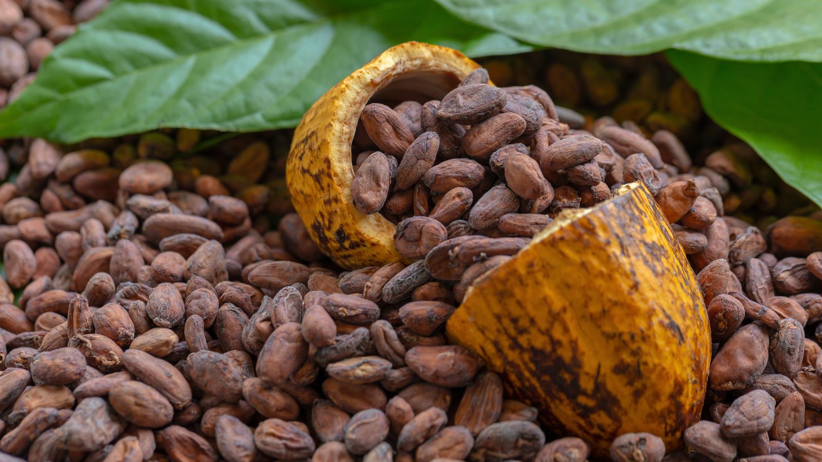Cacao beans spilling out of a dried cacao shell on leaves.