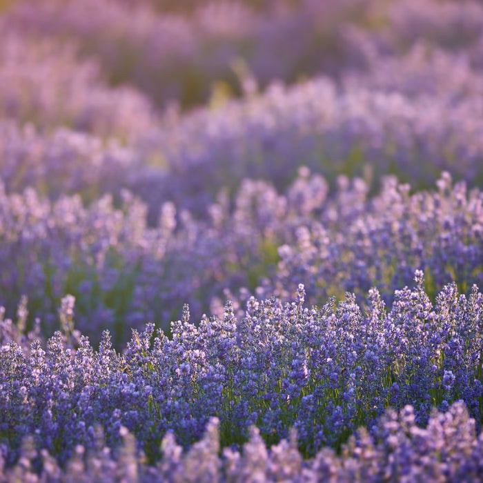 Expansive lavender field bathed in soft golden light at dusk.