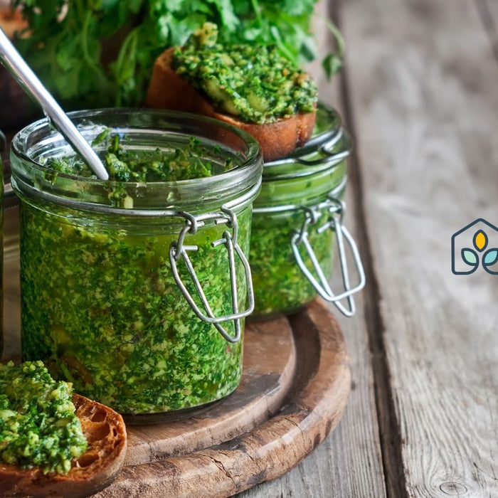 Homemade cilantro pesto in glass jars on rustic wooden table