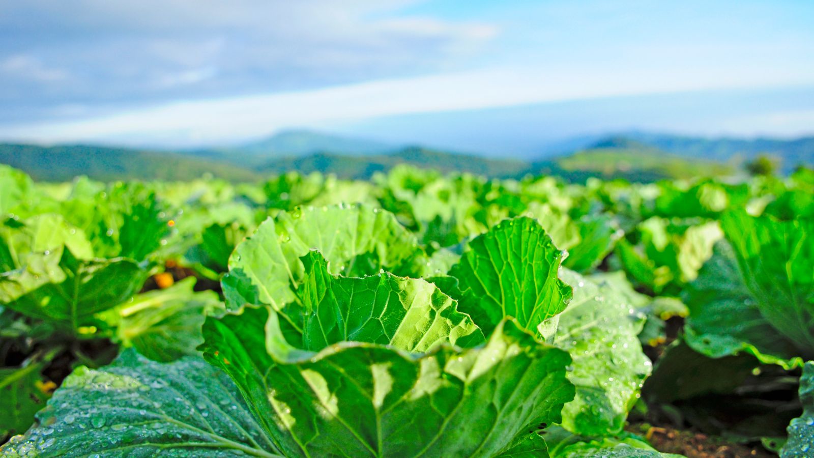 Cabbage plants growing in open field with morning dew and blue sky