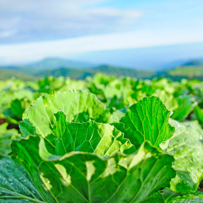 Cabbage plants growing in open field with morning dew and blue sky