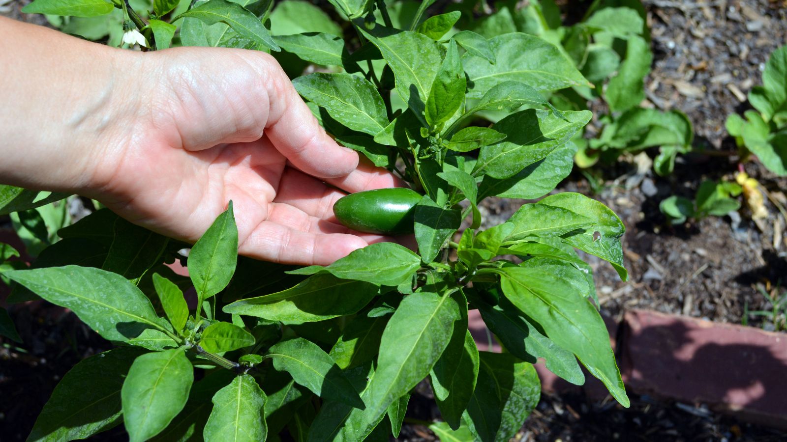 Hand holding a jalapeño growing on a pepper plant