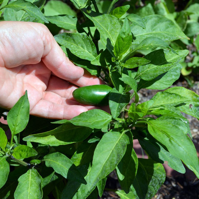Hand holding a jalapeño growing on a pepper plant
