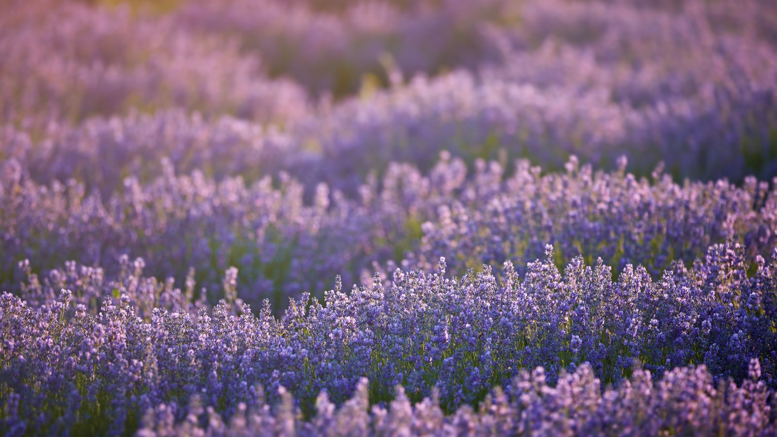 Expansive lavender field bathed in soft golden light at dusk.