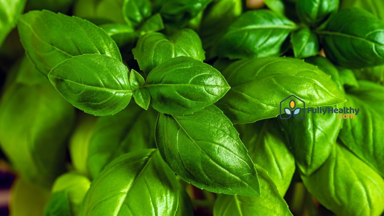 Fresh green basil leaves with glossy texture in garden