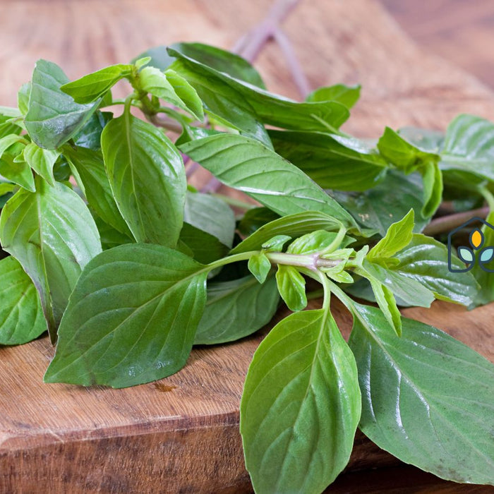 Fresh basil sprigs on wooden cutting board ready for cooking