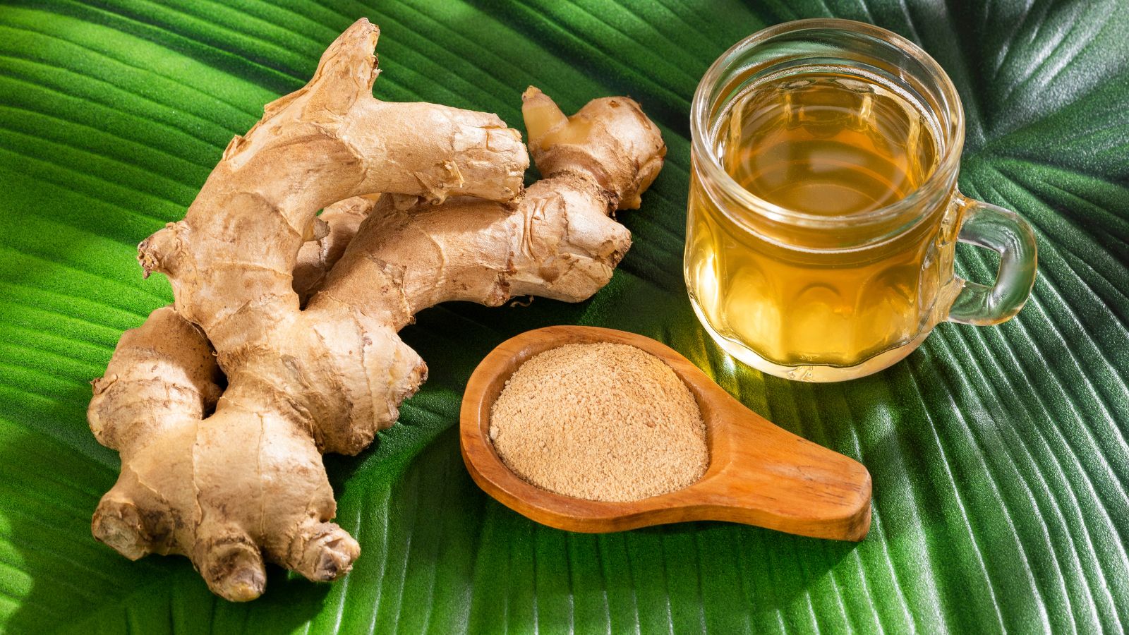 Fresh ginger root with ground ginger powder and ginger tea on leaf