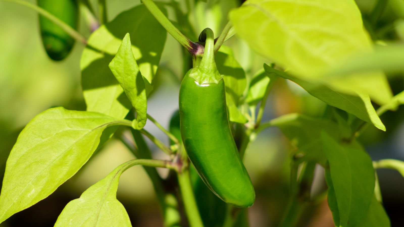 Green jalapeño pepper growing on plant among bright leaves