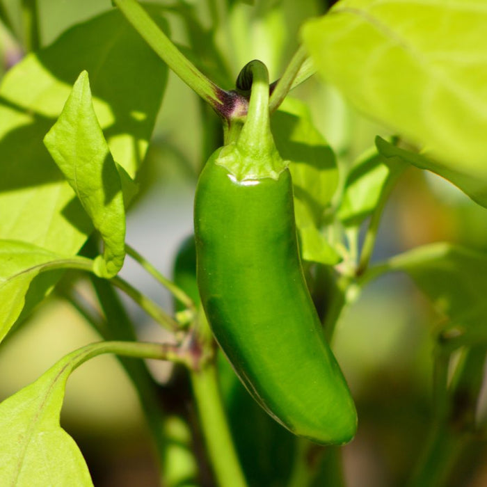 Green jalapeño pepper growing on plant among bright leaves