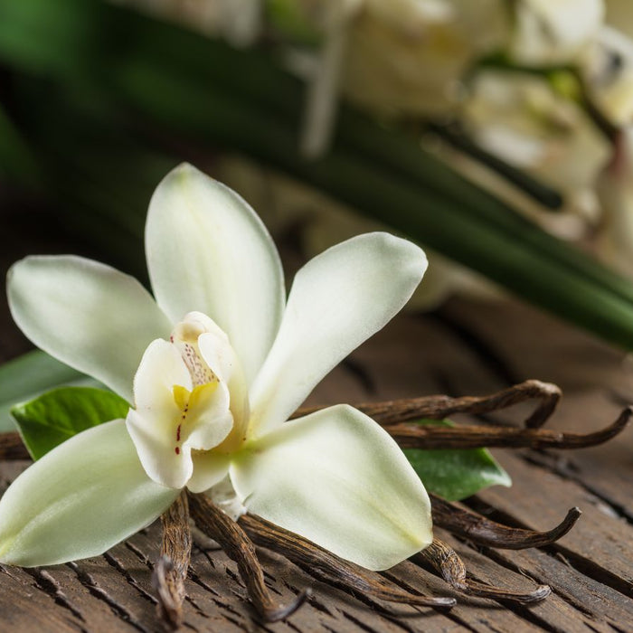 White vanilla orchid blossom atop dark vanilla pods on wooden surface.