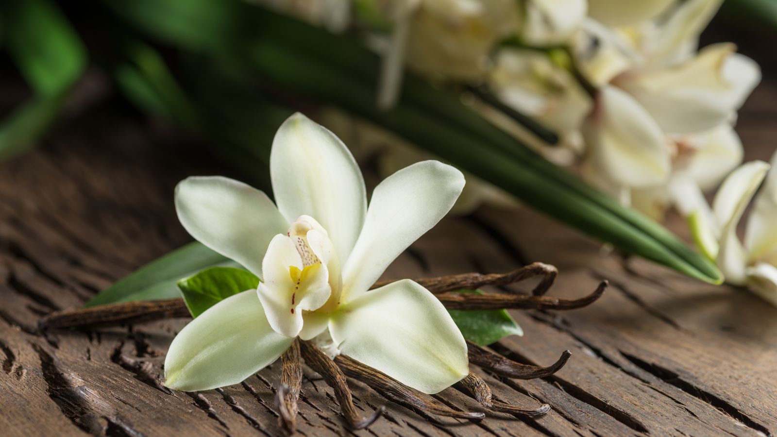 White vanilla orchid blossom atop dark vanilla pods on wooden surface.
