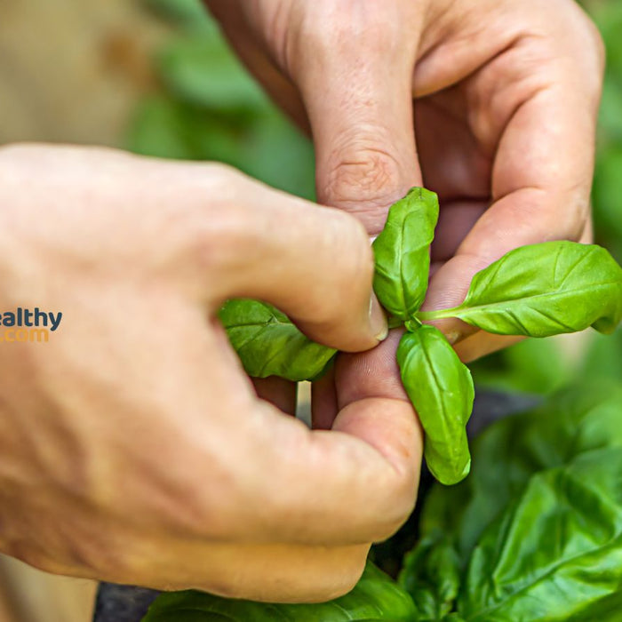 Hands picking fresh basil leaves for healthy meal prep
