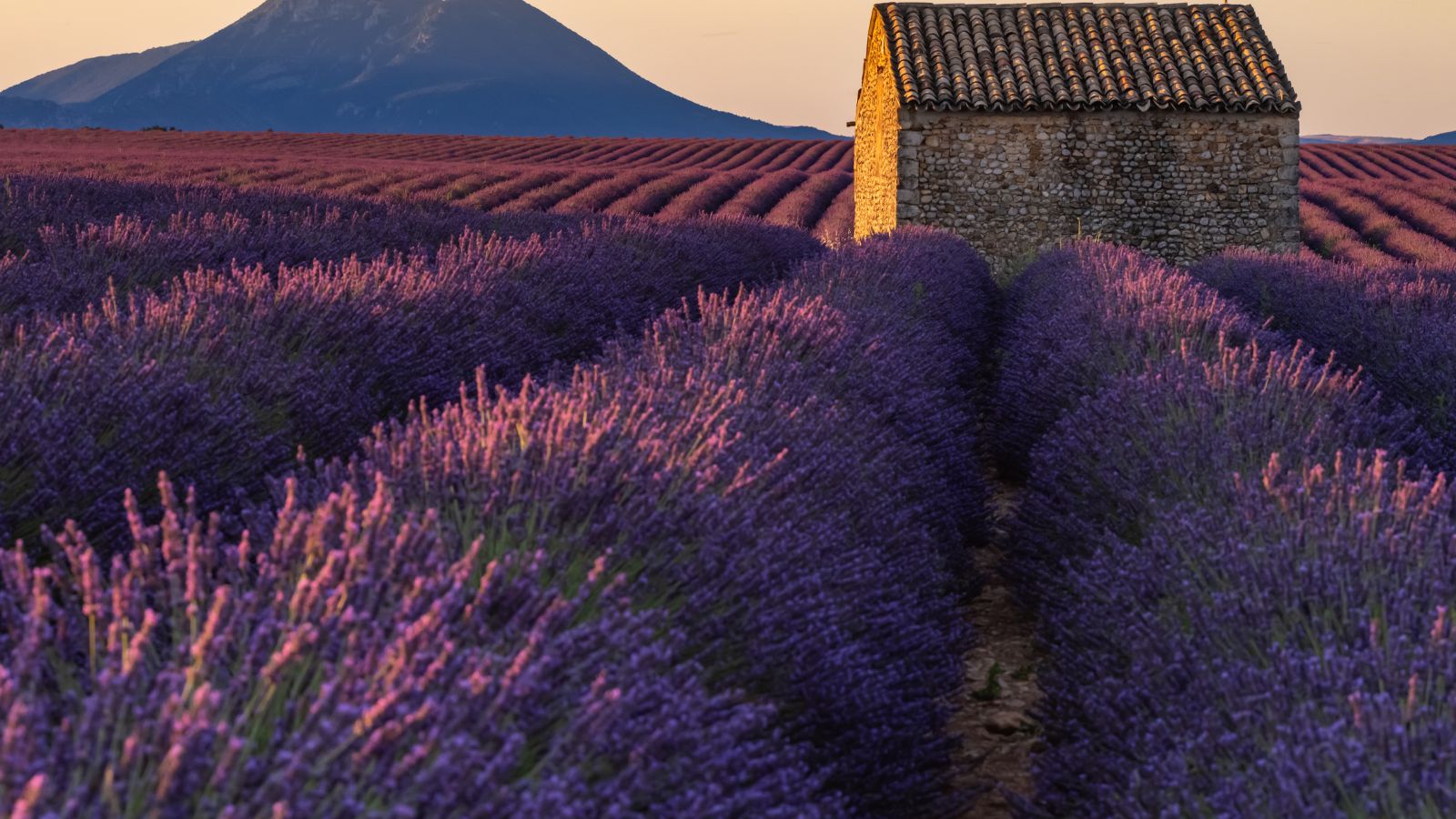 Stone cottage among purple lavender rows under sunset mountain sky.