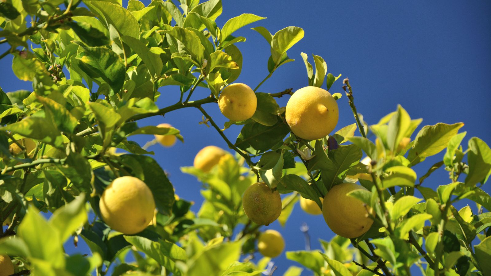 Lemons growing on tree branch against clear blue sky background