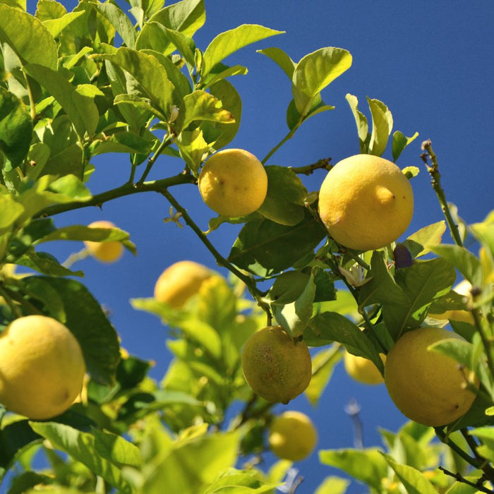Lemons growing on tree branch against clear blue sky background
