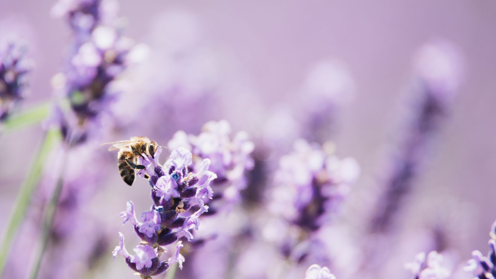 Honeybee perched on a lavender blossom gathering nectar.