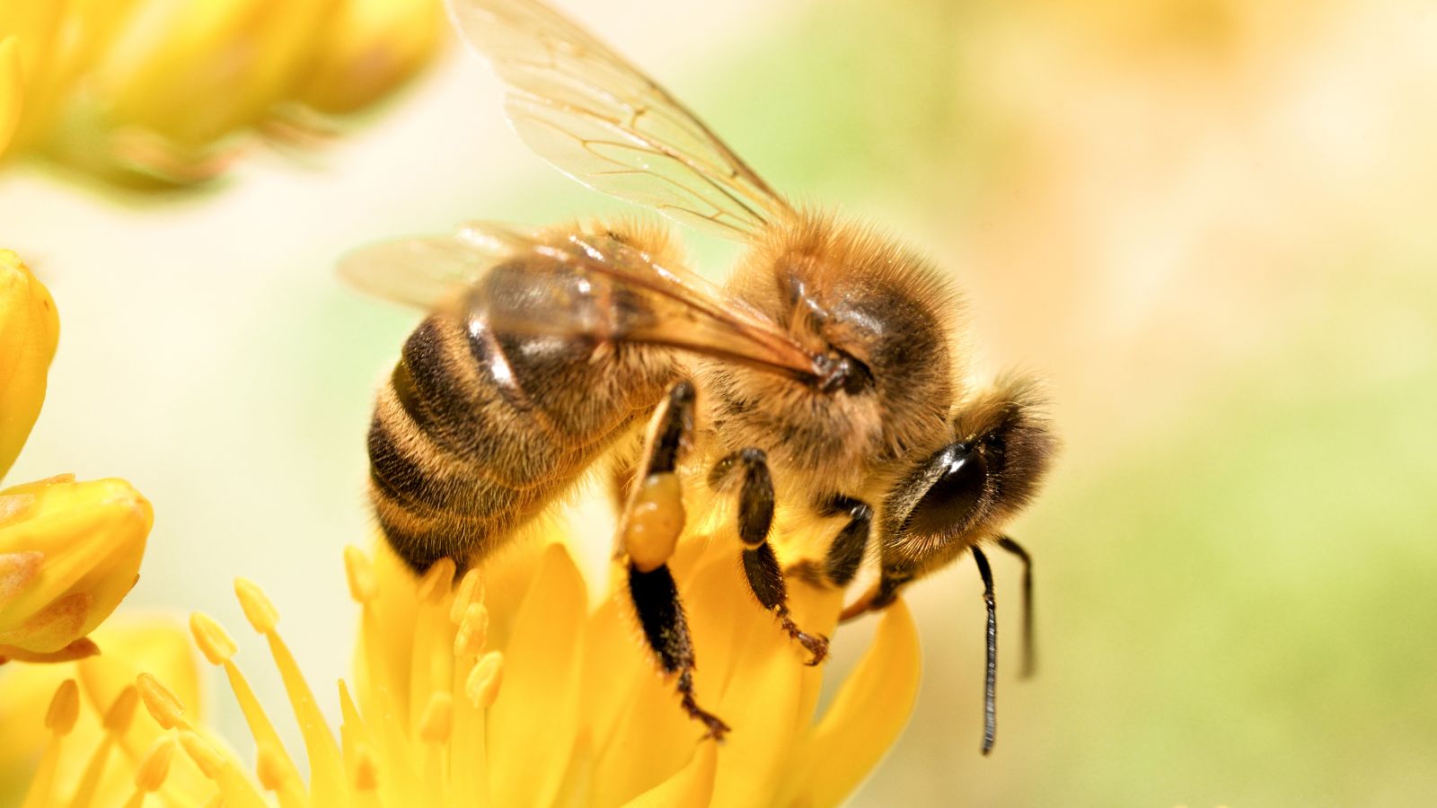 Macro photo of a bee pollinating a yellow flower in natural sunlight