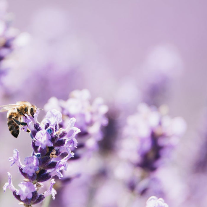 Honeybee perched on a lavender blossom gathering nectar.