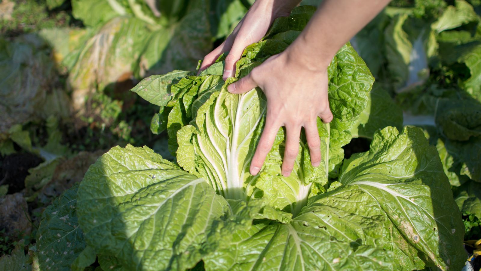 Cabbage plants growing in open field with morning dew and blue sky