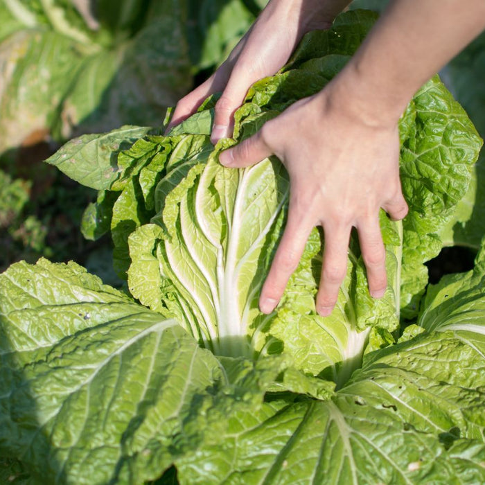 Cabbage plants growing in open field with morning dew and blue sky