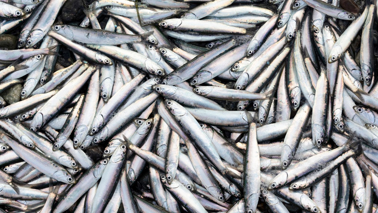 Pile of fresh anchovies caught and displayed for seafood sale