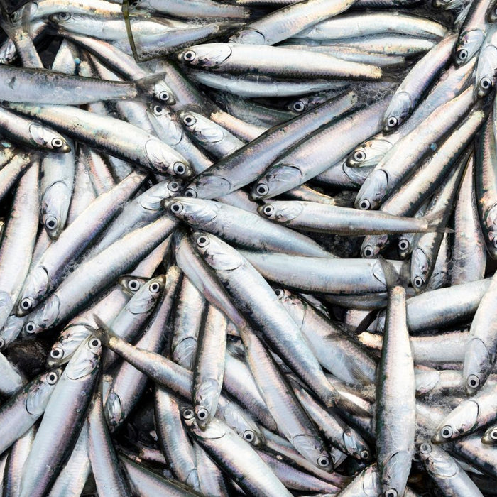 Pile of fresh anchovies caught and displayed for seafood sale