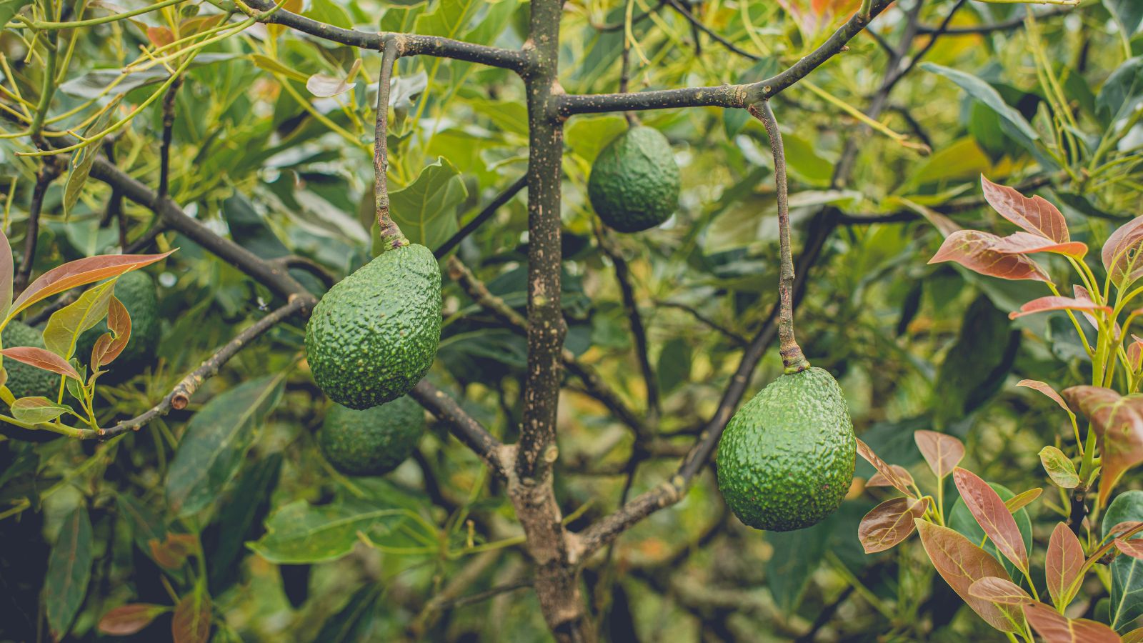 Avocado fruits growing on tree branches surrounded by lush green leaves
