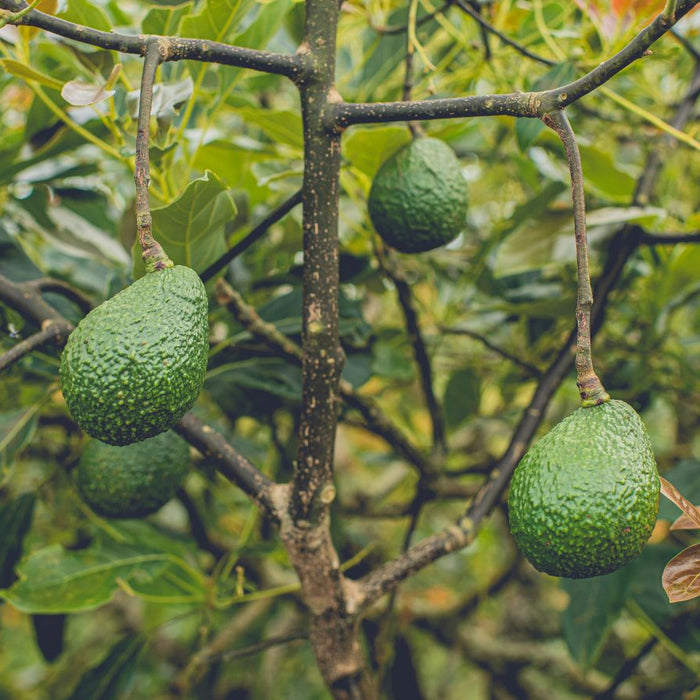 Avocado fruits growing on tree branches surrounded by lush green leaves