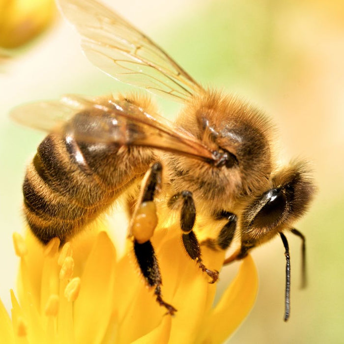Macro photo of a bee pollinating a yellow flower in natural sunlight