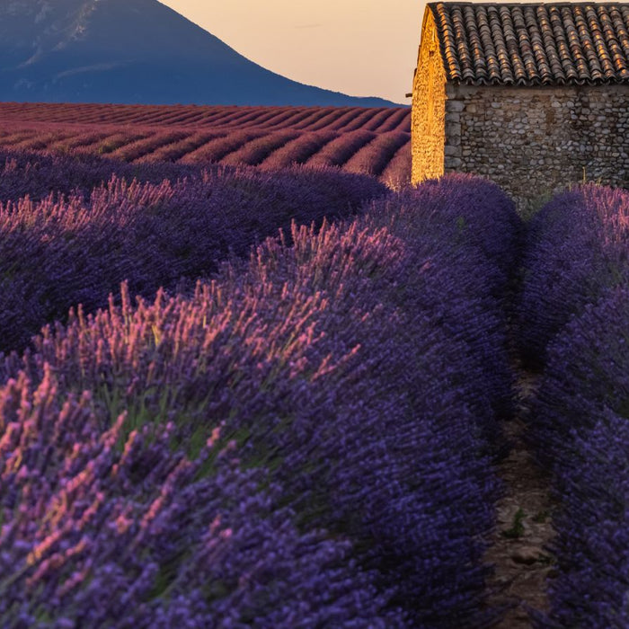 Stone cottage among purple lavender rows under sunset mountain sky.
