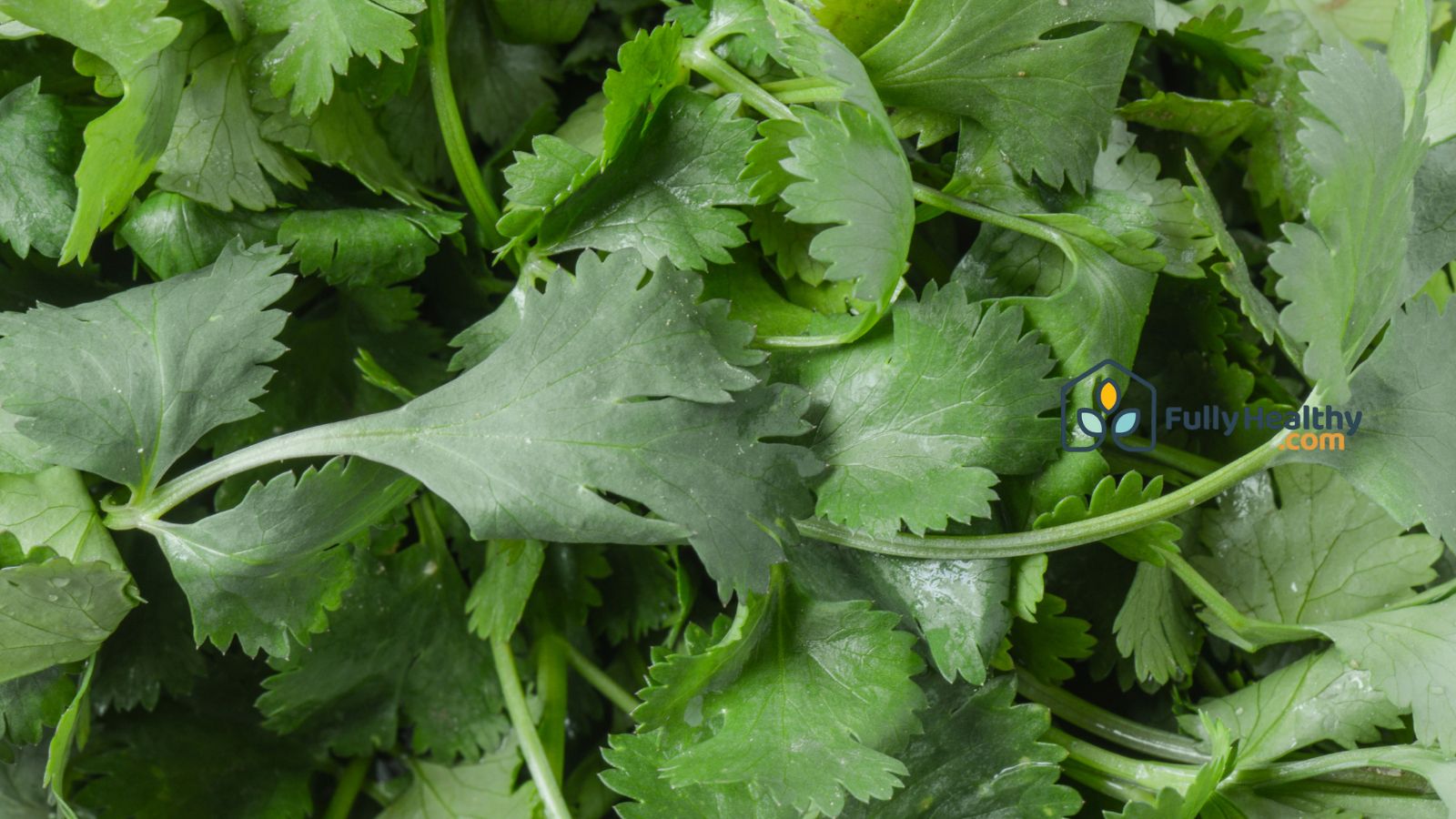 Fresh cilantro leaves piled together for cooking and garnish use