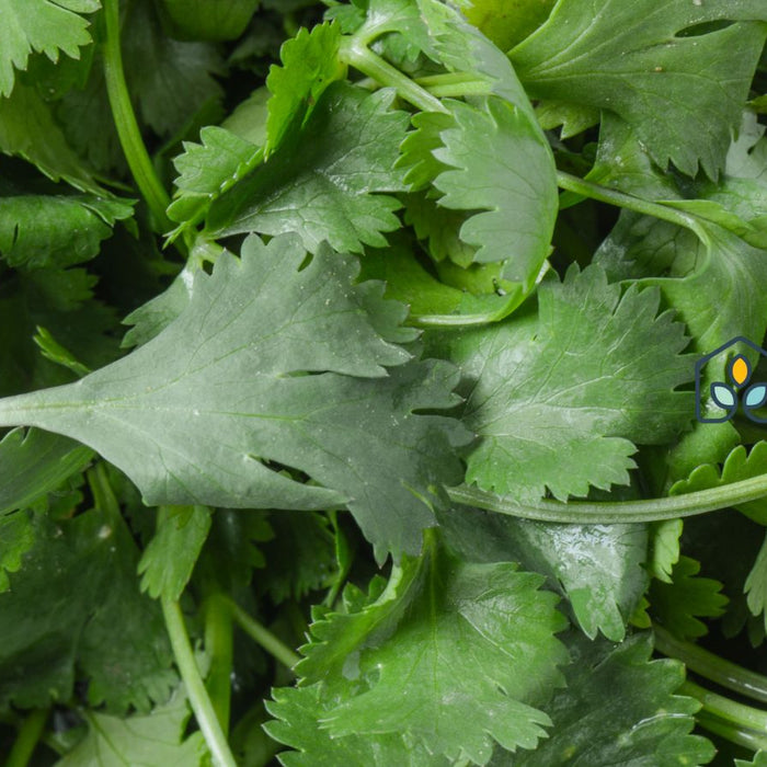 Fresh cilantro leaves piled together for cooking and garnish use
