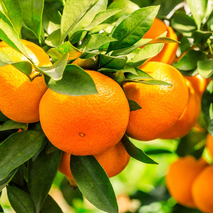 Ripe oranges growing on a tree with lush green leaves.