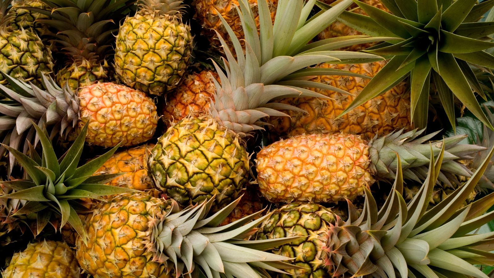 A pile of ripe pineapples with green spiky crowns.