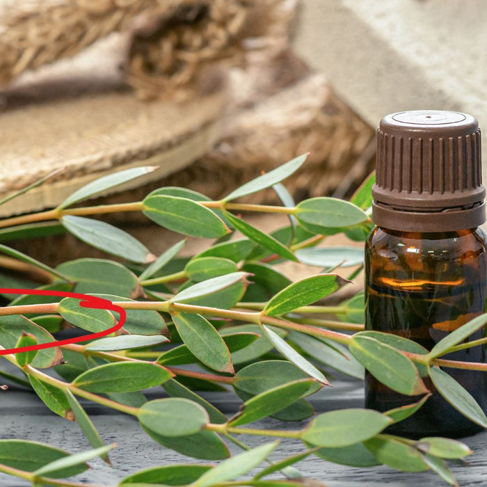 Eucalyptus leaves with a small amber bottle of essential oil.