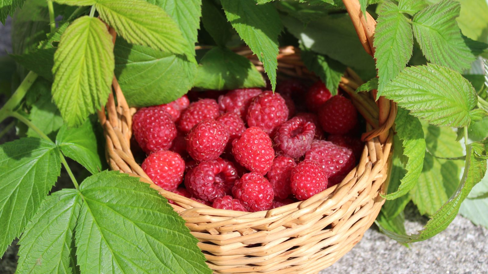 Basket filled with fresh raspberries among green leaves
