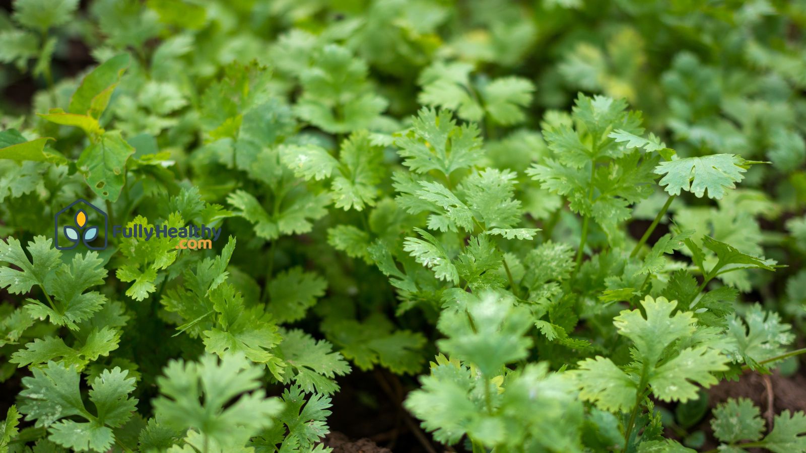 Cilantro herb plants growing naturally in organic vegetable garden