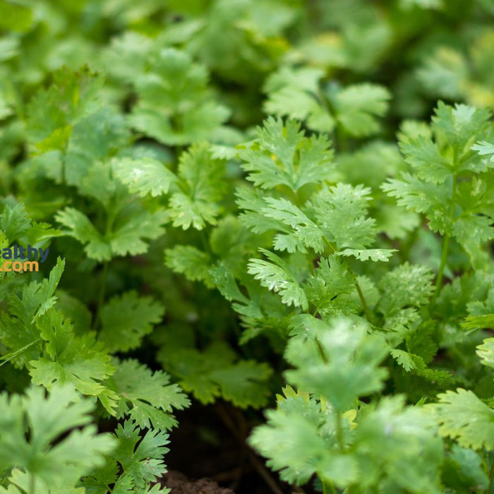 Cilantro herb plants growing naturally in organic vegetable garden