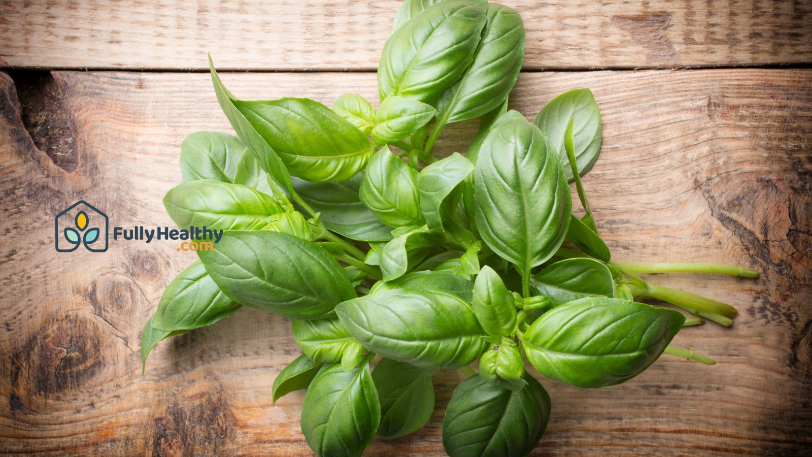 Fresh basil bunch on rustic wooden surface for cooking