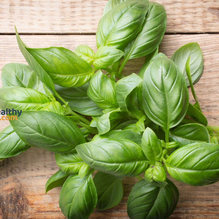 Fresh basil bunch on rustic wooden surface for cooking
