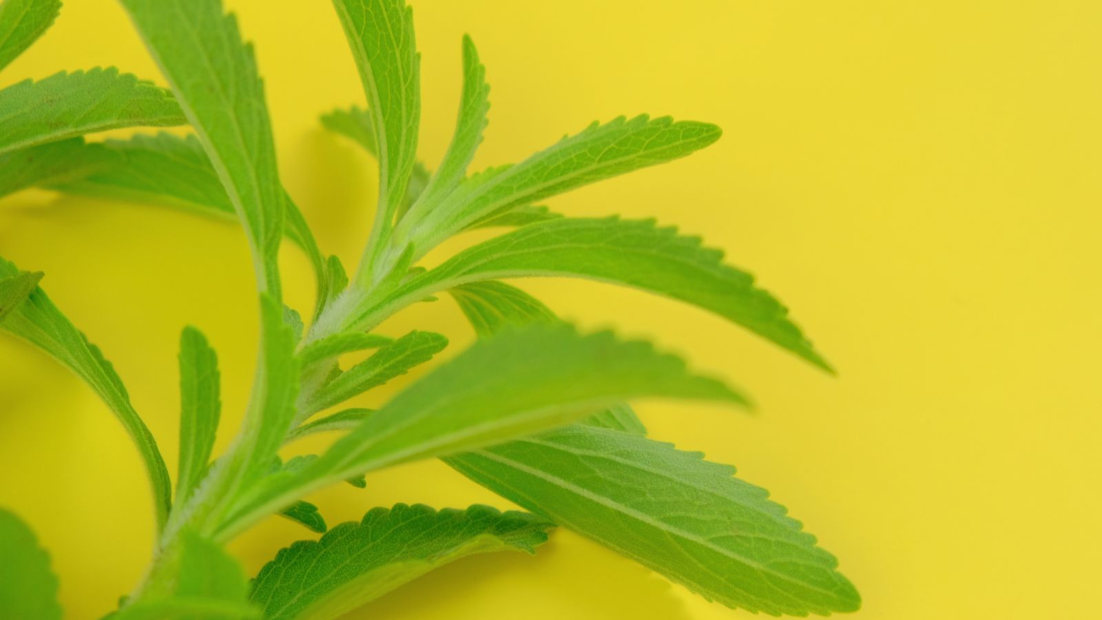 Close-up of fresh green stevia leaves against bright yellow background.