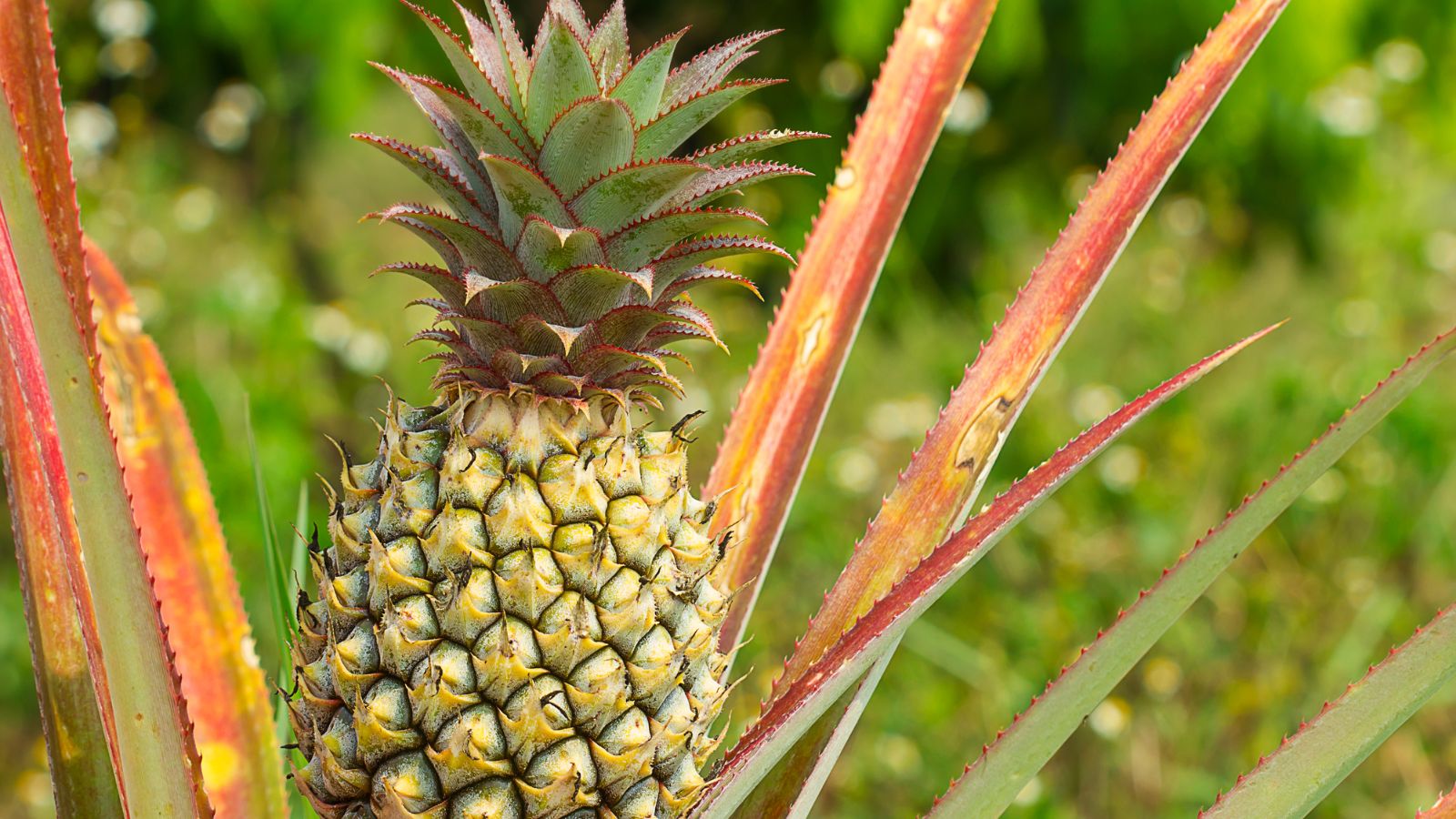 Close-up of ripe pineapple growing on the plant in a field.