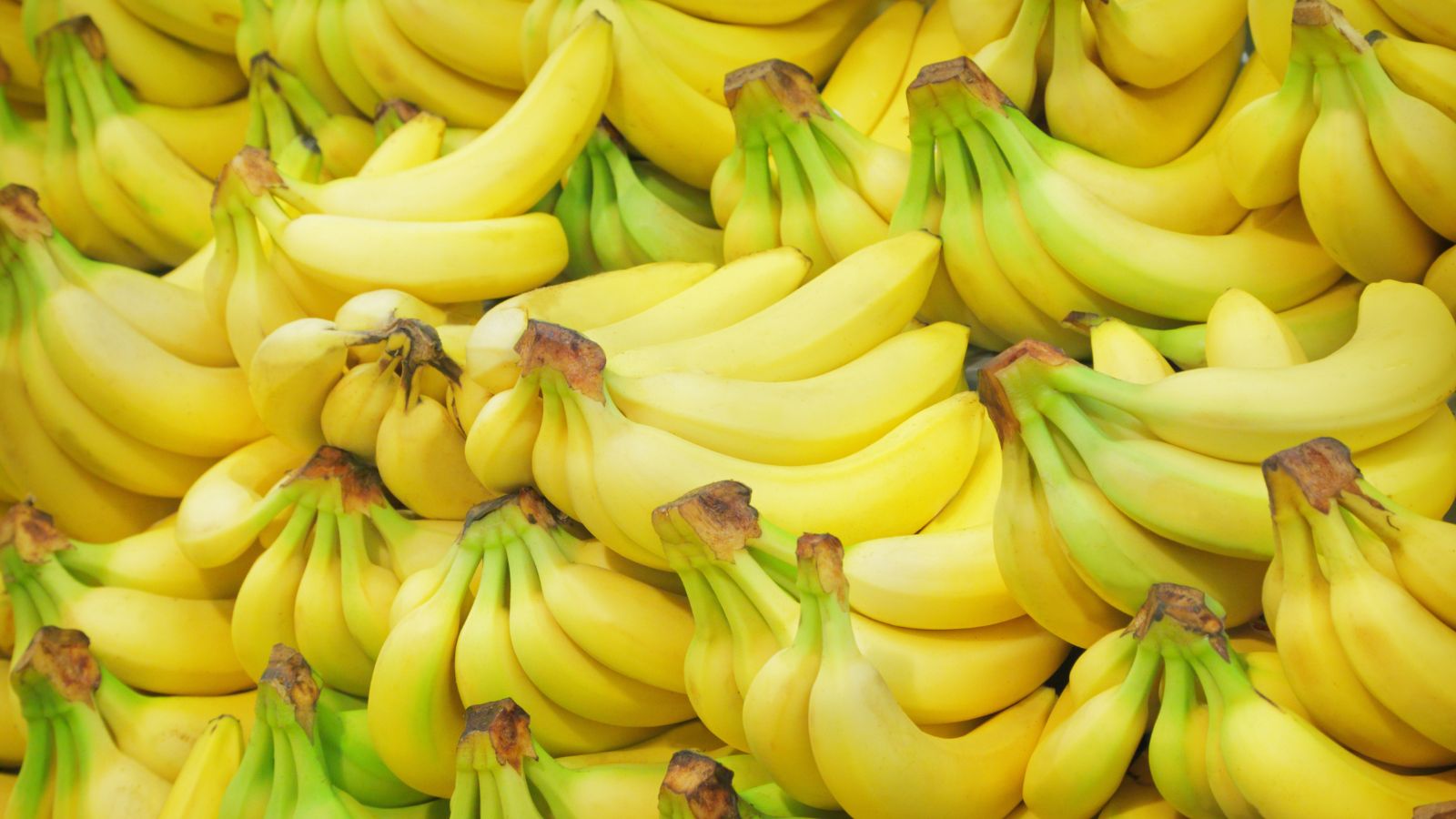 Rows of ripe yellow bananas stacked at market stall.